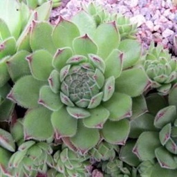 Sempervivum 'Pyrenaicum' ; P9