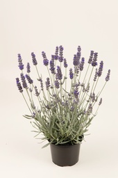 Lavandula angustifolia Silver Mist; P9