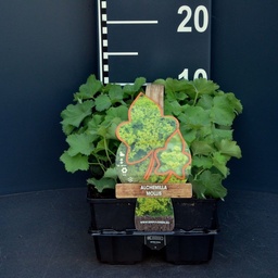 Alchemilla mollis ; 6-pack