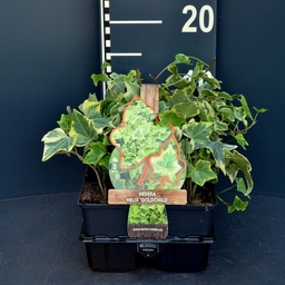 Hedera helix 'Goldchild'  ; 6-pack