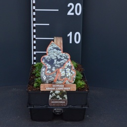 Saxifraga arendsii 'Carpet White' ; 6-pack