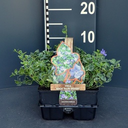 Vinca minor 'Ralph Shugert' ; 6-pack