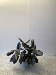 Ficus elastica ; MPS-A