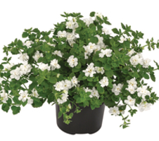 Sutera diffusus Scopia® Double Snowball