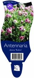 Antennaria dioica 'Rubra' ; P11
