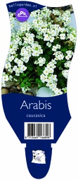Arabis caucasica ; P11