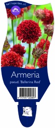 Armeria pseud. 'Ballerina Red' ; P11