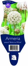 Armeria pseud. 'Ballerina White' ; P11