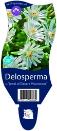 Delosperma c. 'Jewel of Desert Moonstone' ; P11