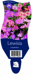 Lewisia cotyledon ; P11