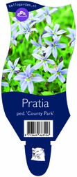 Pratia ped. 'County Park' ; P11