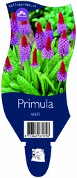 Primula vialii ; P11