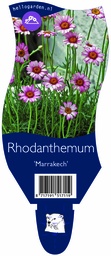 Rhodanthemum 'Marrakech' ; P11