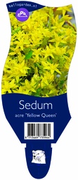 Sedum acre 'Yellow Queen' ; P11