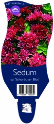 Sedum sp. 'Schorbuser Blut' ; P11