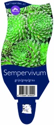 Sempervivum grijs/grey/grau ; P11