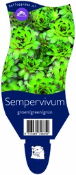 Sempervivum groen/green/grün ; P11