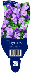 Thymus praec. 'Minor' ; P11