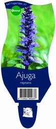 Ajuga reptans ; P11