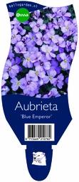 Aubrieta 'Blue Emperor' ; P11