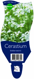 Cerastium biebersteinii ; P11