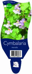 Cymbalaria muralis ; P11