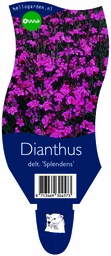 Dianthus delt. 'Splendens' ; P11