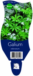 Galium odoratum ; P11