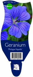 Geranium 'Philippe Vapelle' ; P11