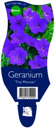 Geranium 'Tiny Monster' ; P11