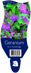 Geranium cant. 'Cambridge' ; P11