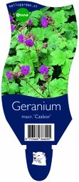 Geranium macr. 'Czakor' ; P11