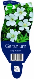 Geranium sang. 'Album' ; P11