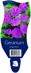 Geranium sanguineum ; P11