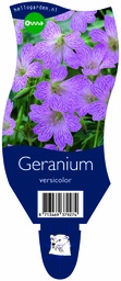 Geranium versicolor ; P11