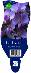 Lathyrus lat. 'Pink Pearl' ; P11