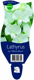 Lathyrus lat. 'White Pearl' ; P11