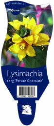 Lysimachia cong. 'Persian Chocolate' ; P11