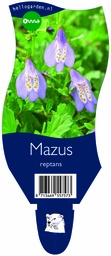 Mazus reptans ; P11