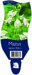 Mazus reptans 'Albus' ; P11