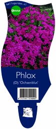 Phlox (D) 'Ochsenblut' ; P11