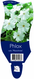Phlox sub. 'Maischnee' ; P11