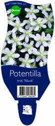 Potentilla trid. 'Nuuk' ; P11