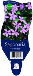 Saponaria ocymoides ; P11