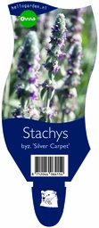 Stachys byz. 'Silver Carpet' ; P11