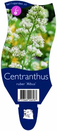 Centranthus ruber 'Albus' ; P11