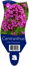 Centranthus ruber 'Coccineus' ; P11