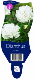 Dianthus 'Cosmos' ; P11