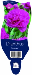 Dianthus 'Faganza' ; P11