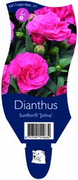 Dianthus Sunflor® 'Jolina' ; P11